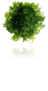 Pellia indonesian
